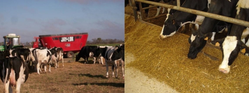 Alimentación con urea para vacas en producción